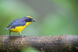 Thick-billed Euphonia (Euphonia laniirostris)