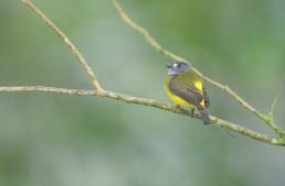 Ornate Flycatcher (Myiotriccus ornatus)