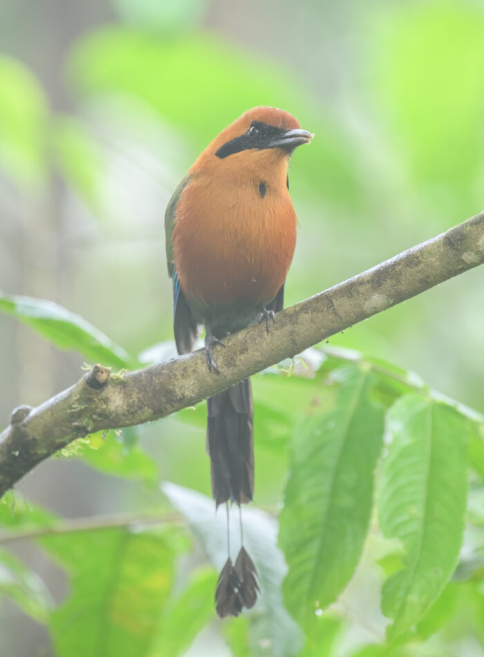 Rufous Motmot (Baryphthengus martii)