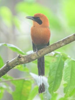 Rufous Motmot (Baryphthengus martii)