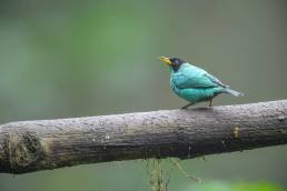 Green Honeycreeper (Chlorophanes spiza)