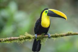 Chocó Toucan (Ramphastos brevis)