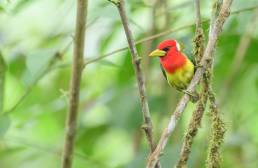 Red-headed Barbet (Eubucco bourcierii)