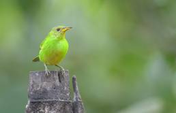 Green Honeycreeper (Chlorophanes spiza)