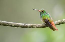 Rufous-tailed hummingbird (Amazilia tzacatl)