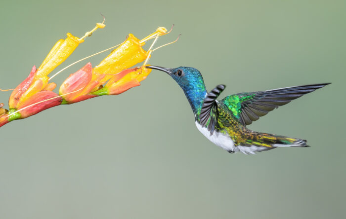 White-necked Jacobin (Florisuga mellivora)