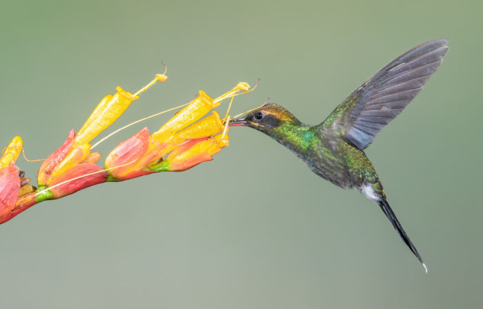 White-whiskered Hermit (Phaethornis yaruqui)