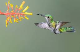 White-necked Jacobin (Florisuga mellivora)