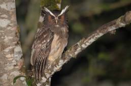 Crested Owl (Lophostrix cristata)