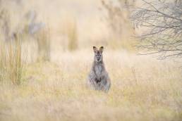 Bennett's Wallaby (Macropus rufogriseus ssp. rufogriseus)