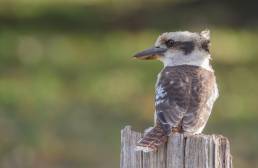 Laughing Kookaburra (Dacelo novaeguineae)