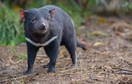 Tasmanian Devil (Sarcophilus harrisii)