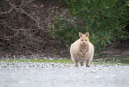 Bennett's Wallaby (Macropus rufogriseus ssp. rufogriseus)