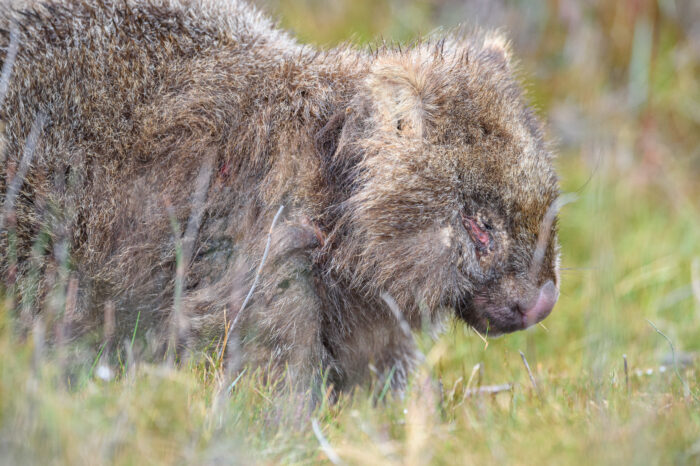 Tasmanian Wombat (Vombatus ursinus ssp. tasmaniensis)