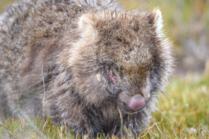 Tasmanian Wombat (Vombatus ursinus ssp. tasmaniensis)