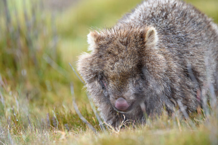 Tasmanian Wombat (Vombatus ursinus ssp. tasmaniensis)