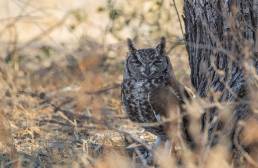 Spotted Eagle-Owl (Bubo africanus)