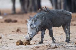 Southern Warthog (Phacochoerus africanus ssp. sundevallii)