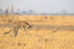 Southern Serval (Leptailurus serval ssp. serval)