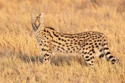 Southern Serval (Leptailurus serval ssp. serval)