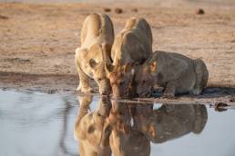 Southern Lion (Panthera leo ssp. melanochaita)