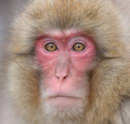 Japanese Macaque (Macaca fuscata)