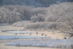 Red-crowned Crane (Grus japonensis)