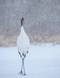 Red-crowned Crane (Grus japonensis)