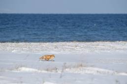 Hokkaido Red Fox (Vulpes vulpes ssp. schrencki)