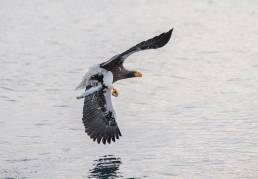 Steller's Sea-Eagle (Haliaeetus pelagicus)