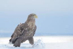 White-tailed Eagle (Haliaeetus albicilla)