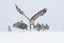 White-tailed Eagle (Haliaeetus albicilla)