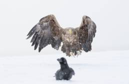 White-tailed Eagle (Haliaeetus albicilla)