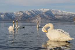 Whooper Swan (Cygnus cygnus)