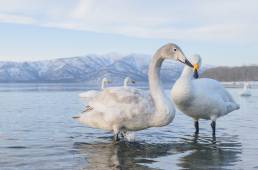 Whooper Swan (Cygnus cygnus)