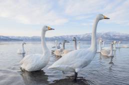 Whooper Swan (Cygnus cygnus)