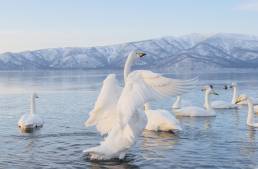 Whooper Swan (Cygnus cygnus)