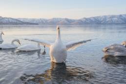 Whooper Swan (Cygnus cygnus)