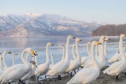 Whooper Swan (Cygnus cygnus)