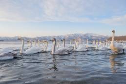 Whooper Swan (Cygnus cygnus)