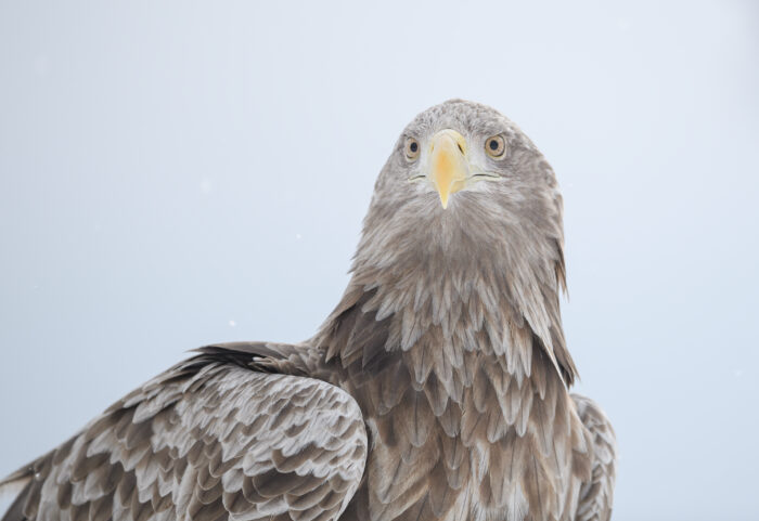 White-tailed Eagle (Haliaeetus albicilla)