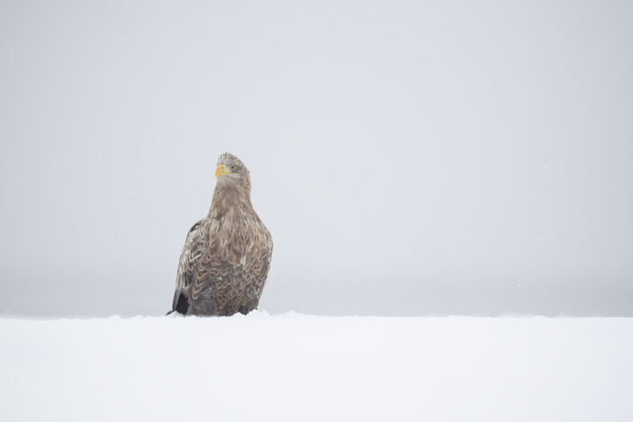 White-tailed Eagle (Haliaeetus albicilla)