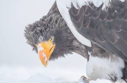 Steller's Sea-Eagle (Haliaeetus pelagicus)