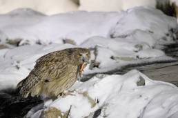 Blakiston's Fish-Owl (Ketupa blakistoni)