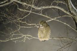 Blakiston's Fish-Owl (Ketupa blakistoni)