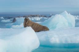 Walrus (Odobenus rosmarus)