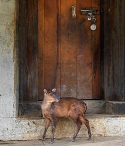 Barking deer (Muntiacus vaginalis)