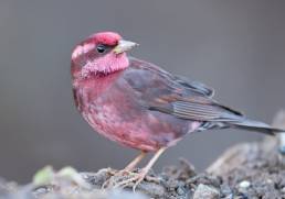 Dark-breasted rosefinch (Procarduelis nipalensis)