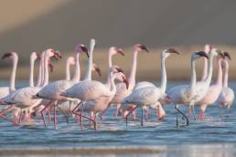 Lesser flamingo (Phoenicoparrus minor)