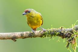 Spot-crowned Euphonia (Euphonia imitans)